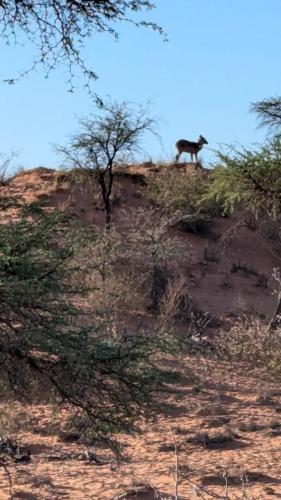 Auob Lodge und die erste Safari
