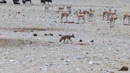 Schakal der traut sich was