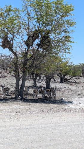 Webervögel und Antilopen